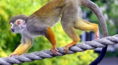 Este periculos acasă să păstreze animale exotice?